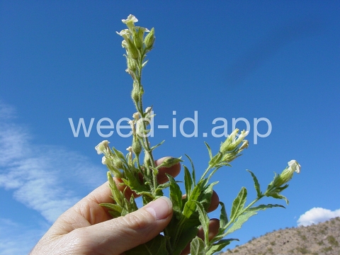 tobacco, desert